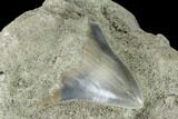 Serrated, Fossil Megalodon Tooth Still In Limestone - Indonesia #148974-3